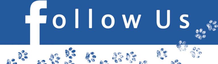 Conseguir Seguidores en Facebook